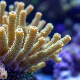 Cauliflower Coral