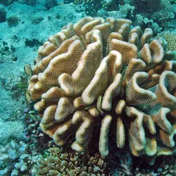 Cauliflower Coral