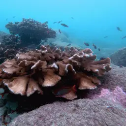 Cauliflower Coral, photo 2