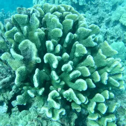 Cauliflower Coral, photo 3