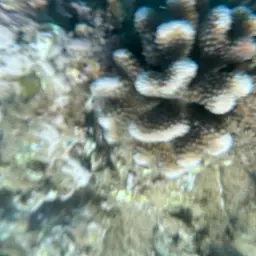 Cauliflower Coral, photo 4