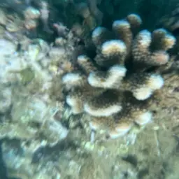 Cauliflower Coral, photo 5