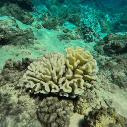 Cauliflower Coral, photo 6