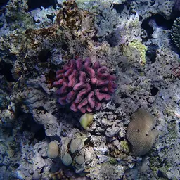 Cauliflower Coral, photo 7