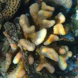 Cauliflower Coral, photo 8