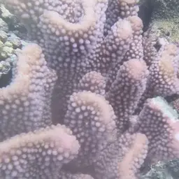 Cauliflower Coral, photo 9
