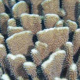 Cauliflower Coral, photo 10