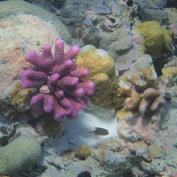 Cauliflower Coral, photo 11