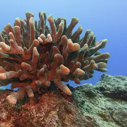 Cauliflower Coral, photo 12