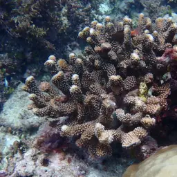 Cauliflower Coral, photo 2