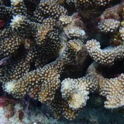 Cauliflower Coral, photo 3