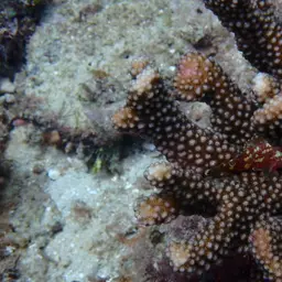 Cauliflower Coral, photo 4