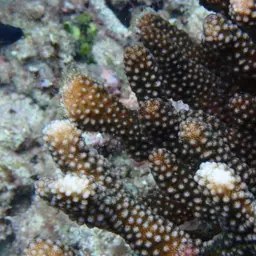 Cauliflower Coral, photo 5