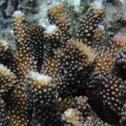 Cauliflower Coral, photo 6