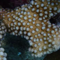 Cauliflower Coral, photo 7