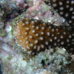 Cauliflower Coral, photo 8