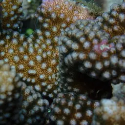 Cauliflower Coral, photo 9
