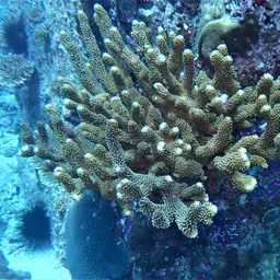 Cauliflower Coral, photo 10