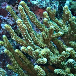 Cauliflower Coral