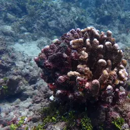 Cauliflower Coral, photo 11