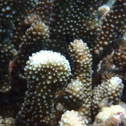 Cauliflower Coral, photo 12