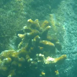 Cauliflower Coral