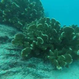 Cauliflower Coral, photo 2