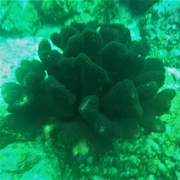 Cauliflower Coral, photo 3