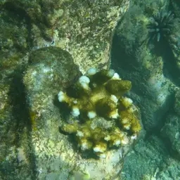 Cauliflower Coral, photo 4