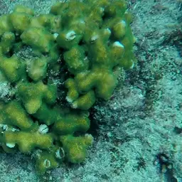 Cauliflower Coral, photo 5