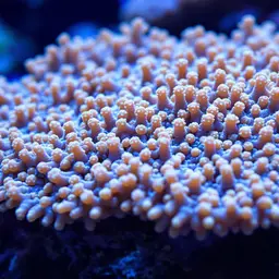 Cauliflower Coral