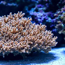 Cauliflower Coral, photo 2