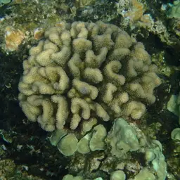 Cauliflower Coral, photo 2