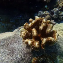 Cauliflower Coral, photo 3