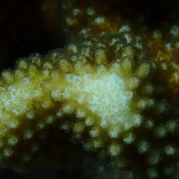 Cauliflower Coral, photo 4