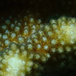 Cauliflower Coral, photo 5