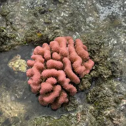 Cauliflower Coral, photo 6