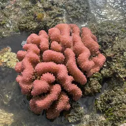 Cauliflower Coral, photo 7