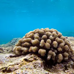 Cauliflower Coral, photo 8