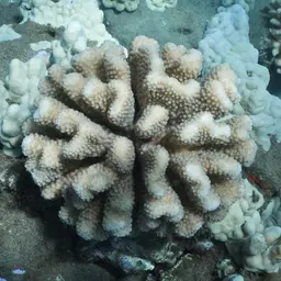 Cauliflower Coral, photo 9