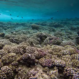 Cauliflower Coral, photo 10