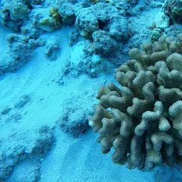 Cauliflower Coral, photo 11