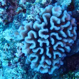 Cauliflower Coral, photo 12