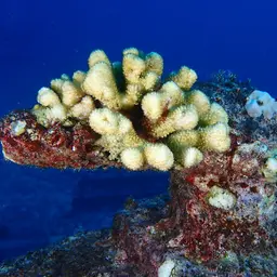 Cauliflower Coral