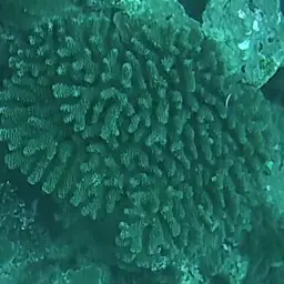 Birdsnest Coral