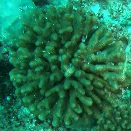 Birdsnest Coral, photo 2