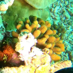 Birdsnest Coral, photo 3