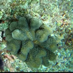 Birdsnest Coral, photo 4