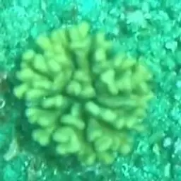 Birdsnest Coral, photo 5
