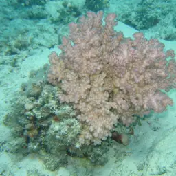 Cauliflower Coral, photo 2
